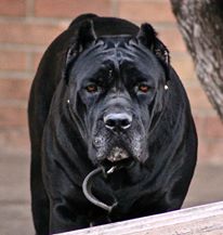 Import Cane Corso