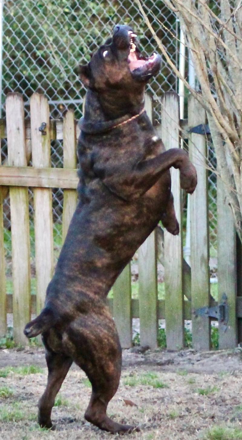 Strong Cane Corso Female