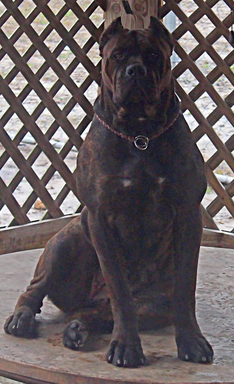 Female Cane Corso, working cane corso, protection cane corso
