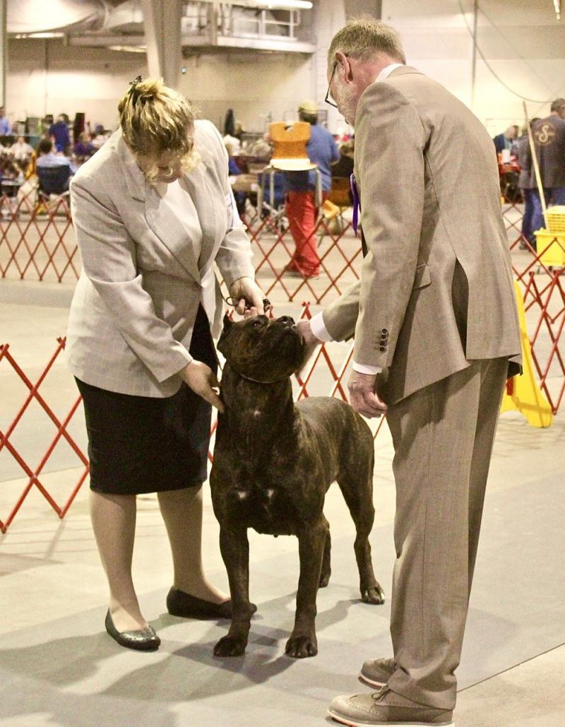 Show quality Cane Corso
