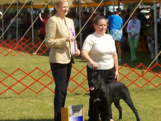 Cane Corso AKC Show