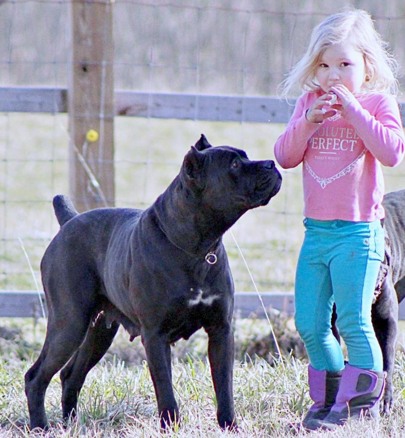 Black Cane Corso Female