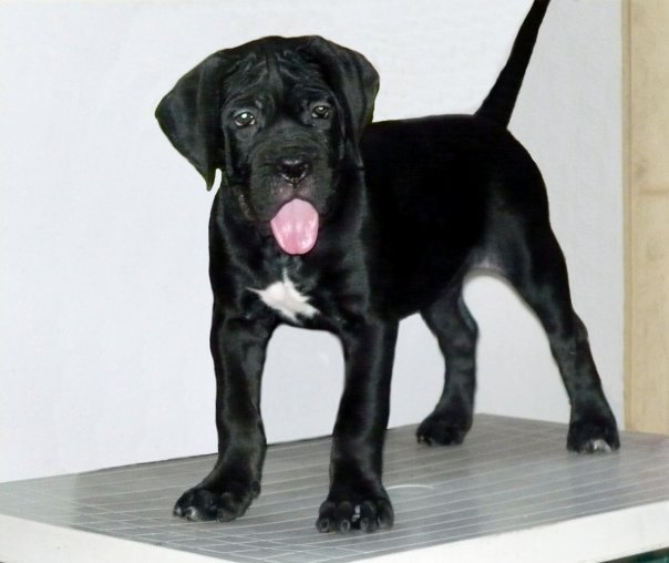 Cane Corso female Puppy
