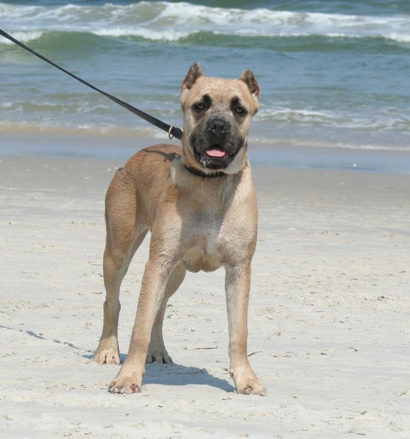 Cane Corso Formentino