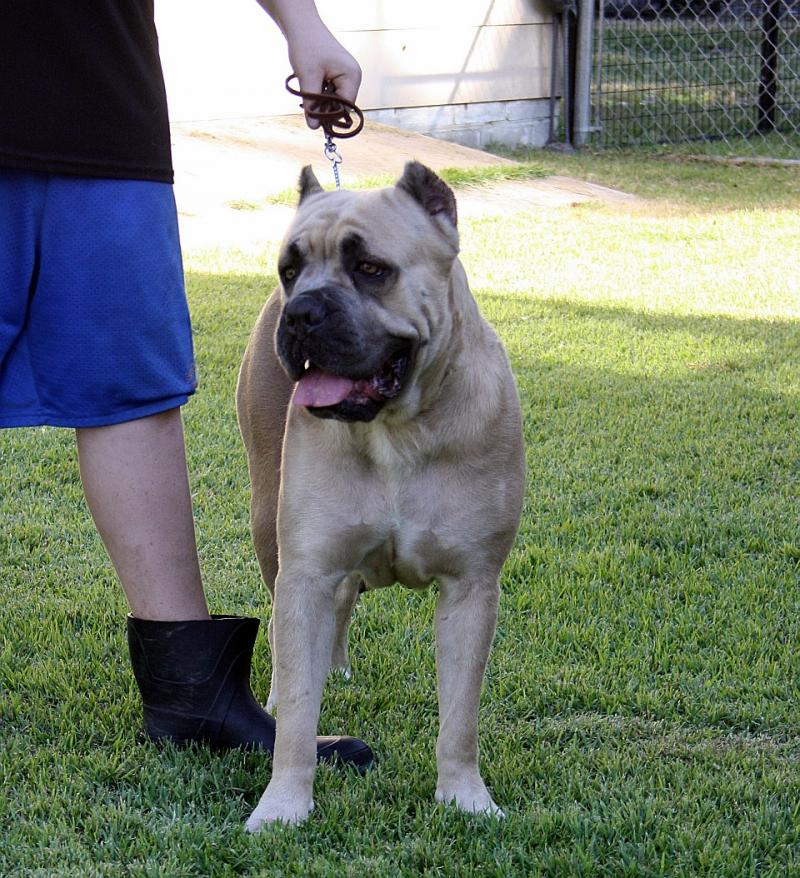 Formentino Female Cane Corso