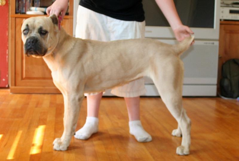 Formentino Cane Corso