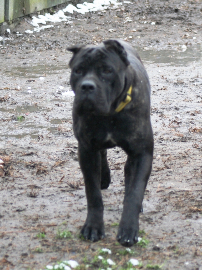 cane corso female