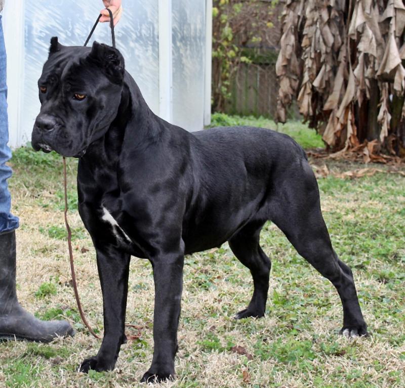 Black Cane Corso