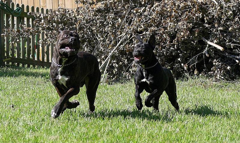 Cane Corso male Italian Mastiff Excellent Hip Scores