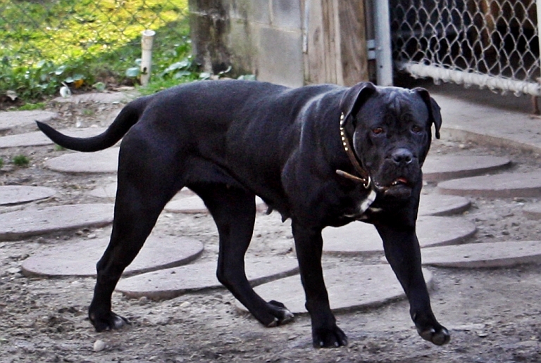 Black Female Cane Corso Italiano