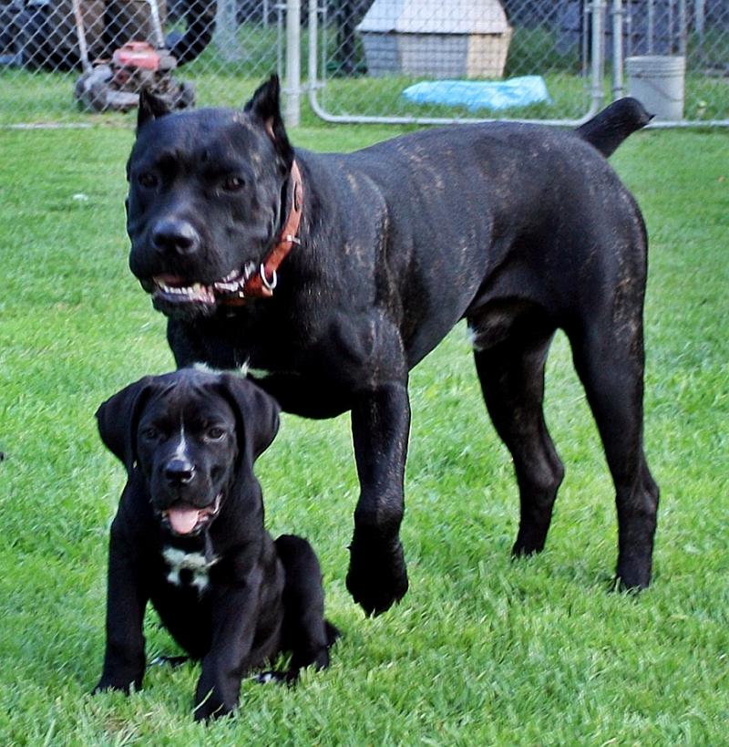 Cane Corso male puppy