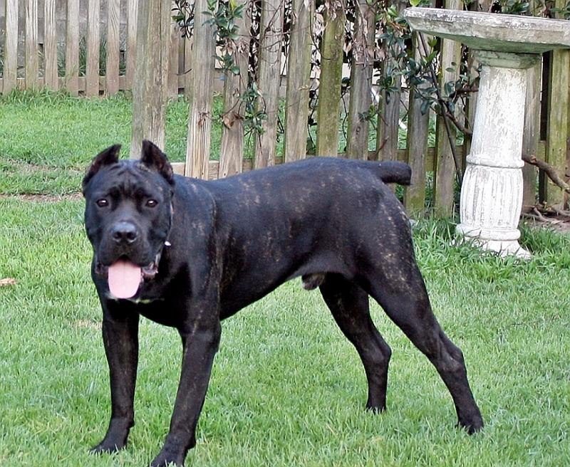 male cane corso