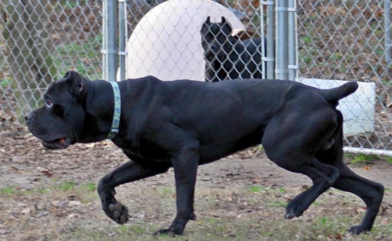 Black male Cane Corso