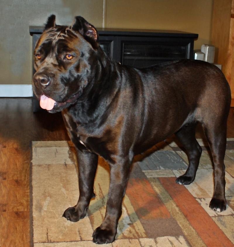 Italian Cane Corso