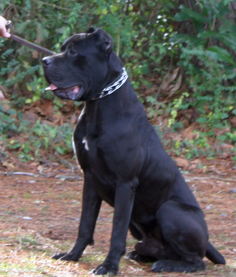 Black Cane Corso, Champion Cane Corso