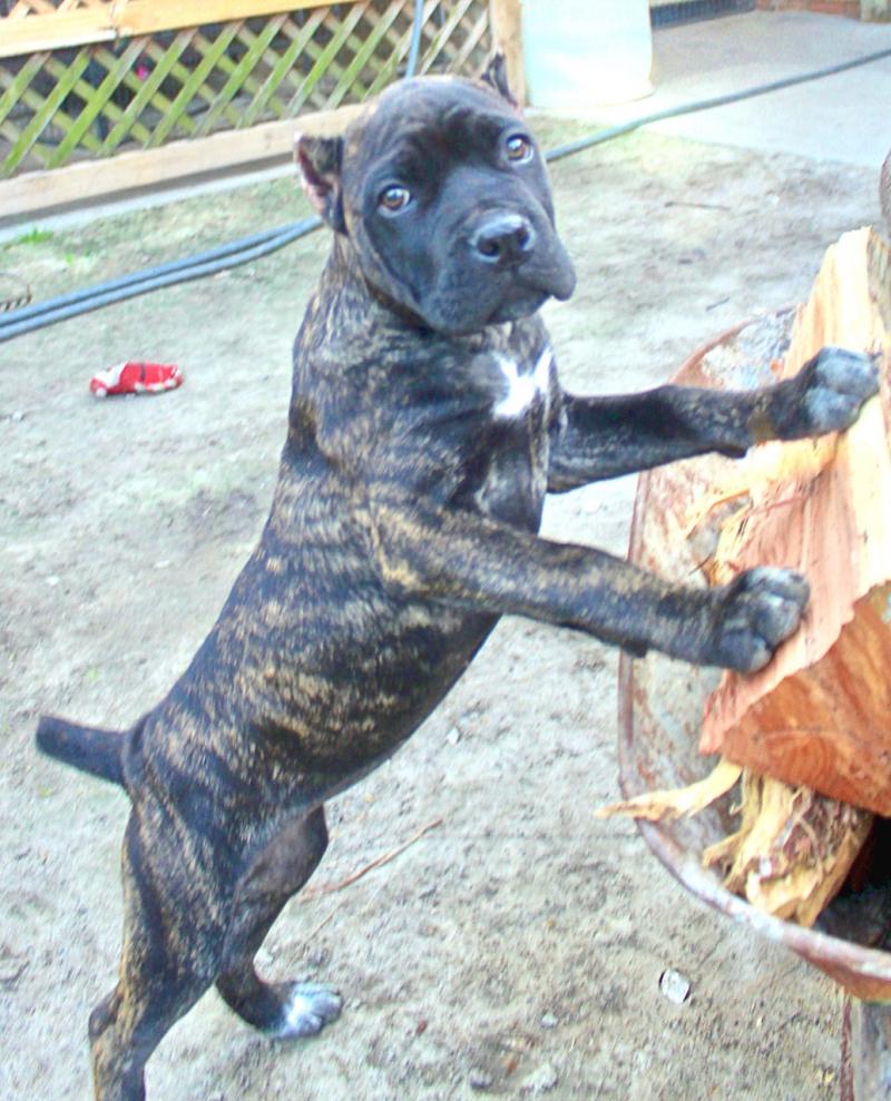 Female Cane Corso puppy, Italian Mastiff puppy, Champion Corso