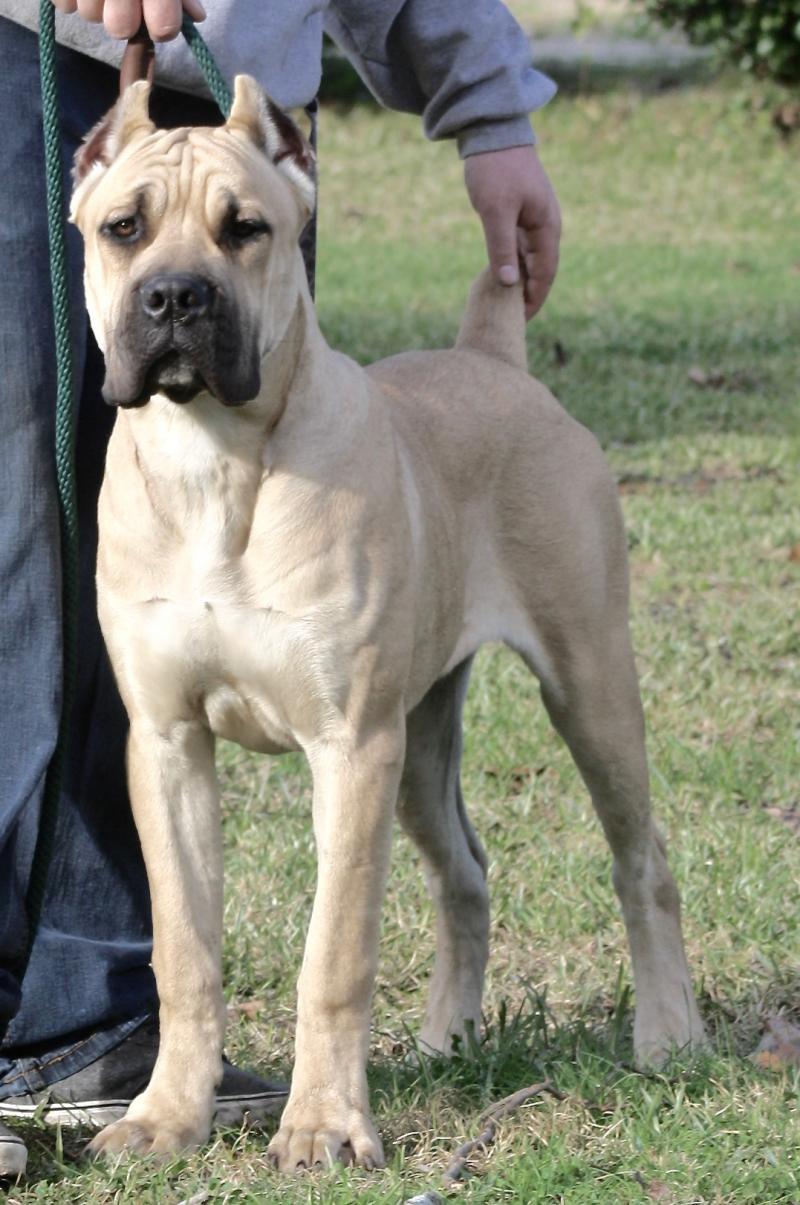 Fawn Cane Corso Male