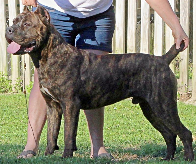Red Brindle Cane Corso
