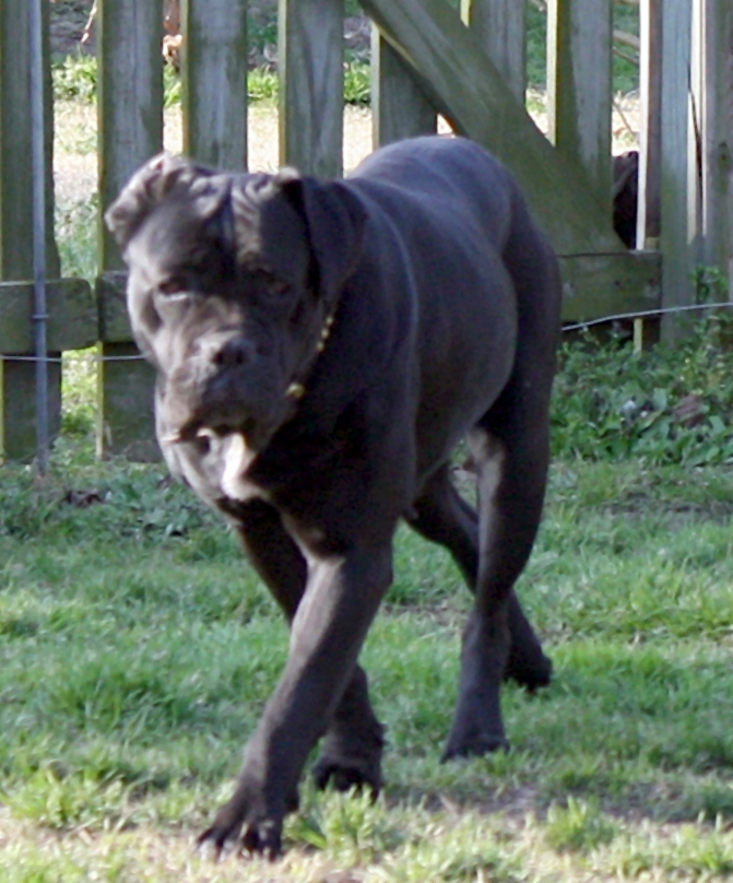 Cerberus Cane Corso