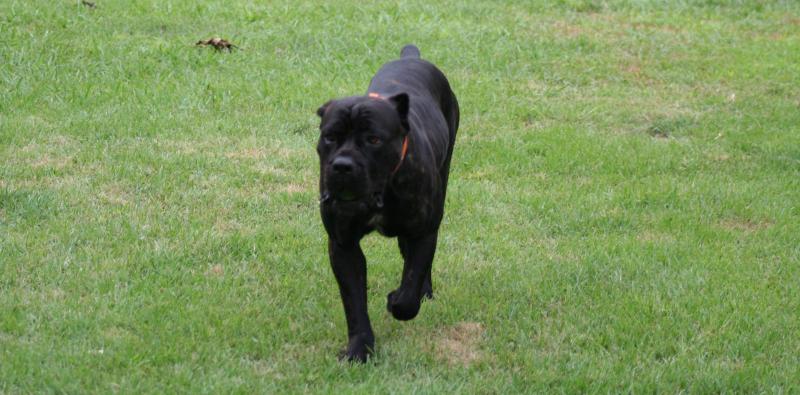 Cane Corso