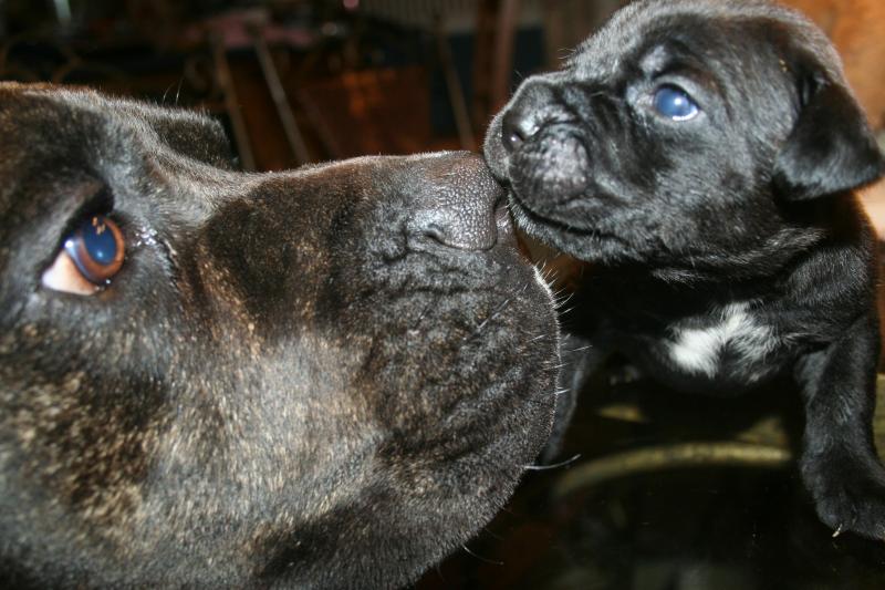 Cane Corso Puppy