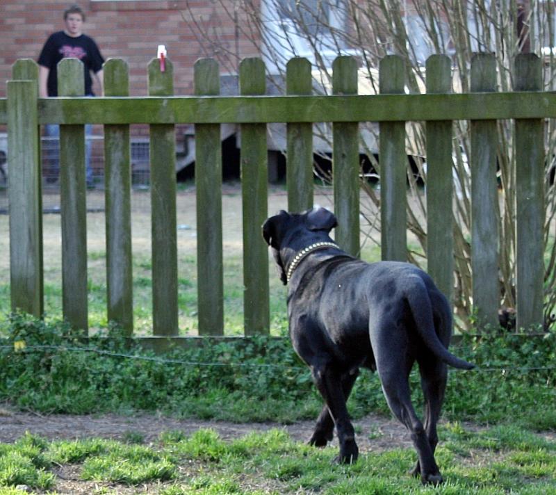 Roma Antico Dell Cerberus Old World Traditional Cane Corso