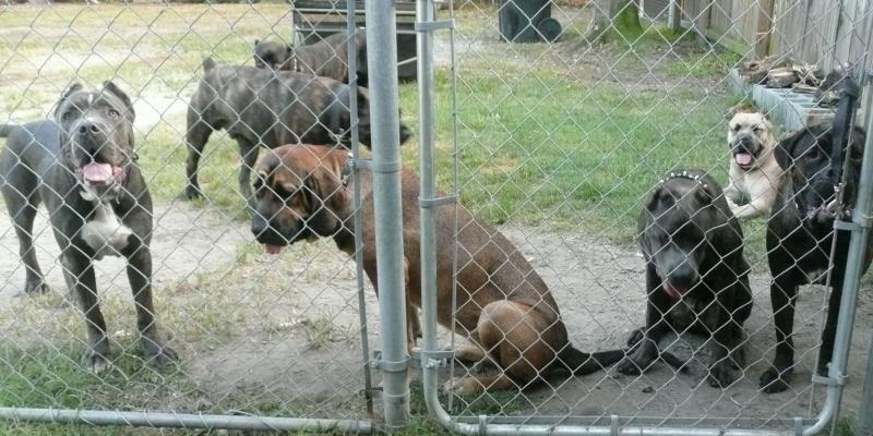 Cane Corso Pack