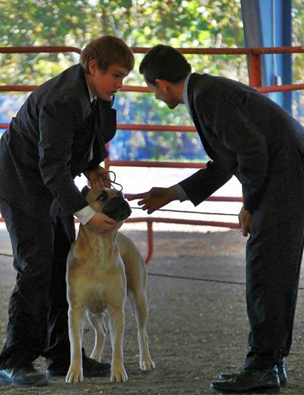 Cane Corso Show Quality, SACCI nationals