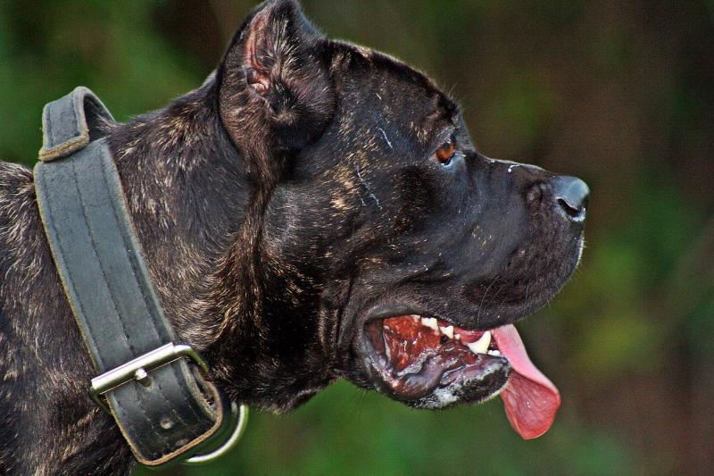 Cane Corso Correct profile