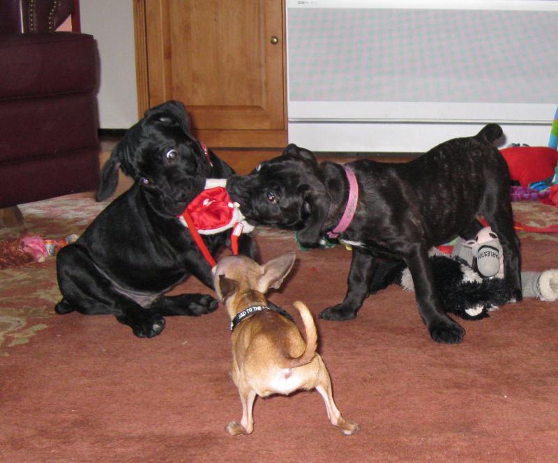 Cane Corso puppies playing