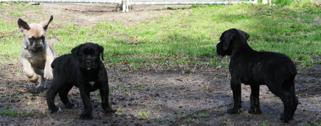 cane corso puppies