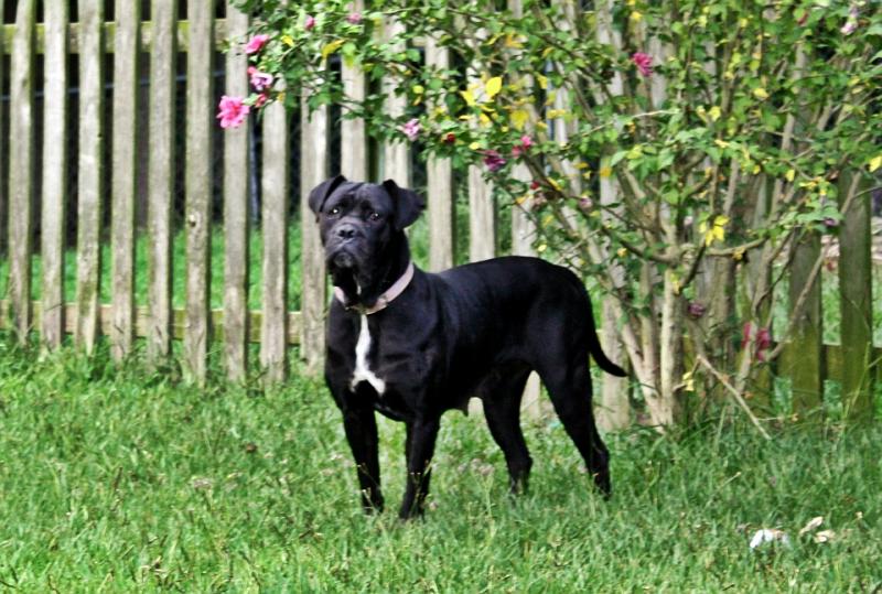 Black Female Cane Corso