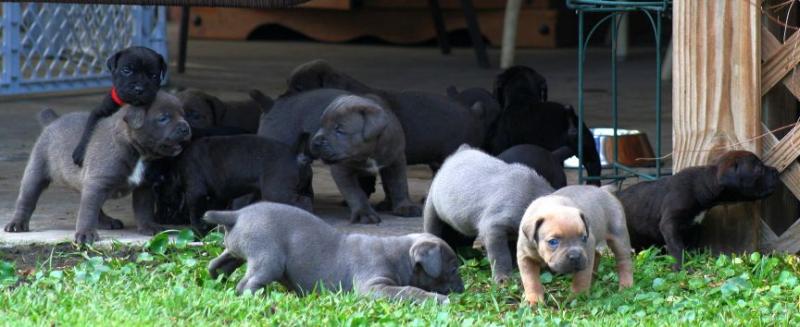 Cane Corso Puppy Pack