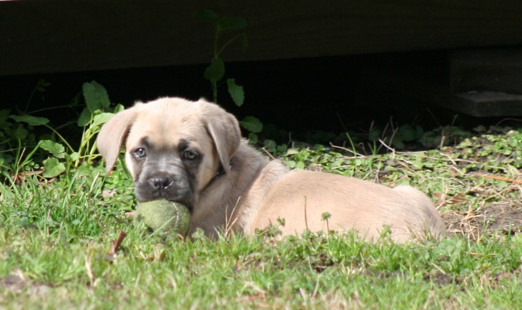cane corso puppy