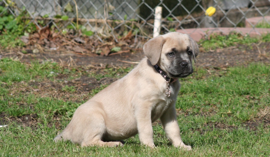 cane corso puppy