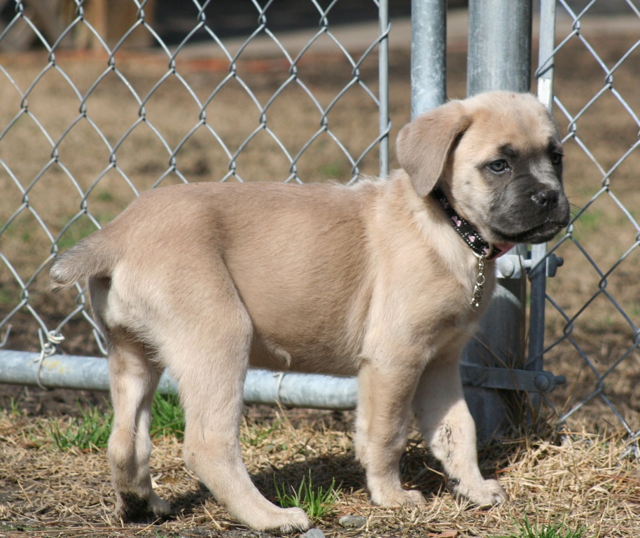 cane corso puppy