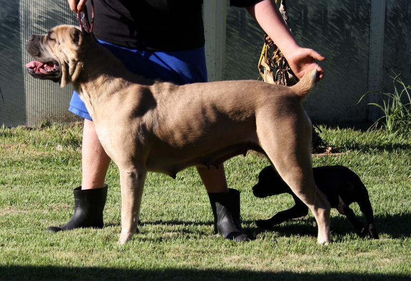 Cane Corso Show Quality Formentino Female