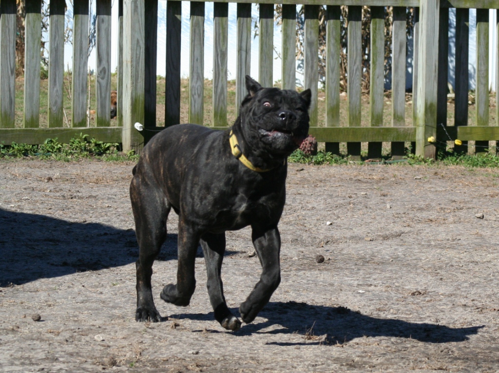 cane corso