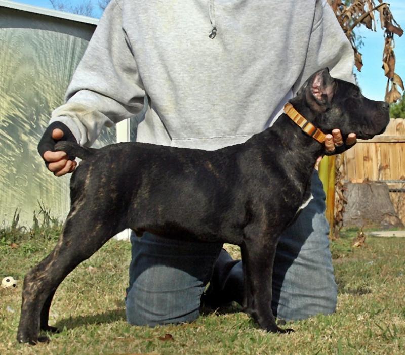Male Import Cane Corso puppy
