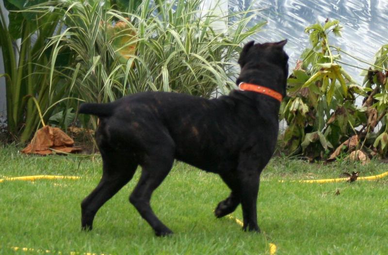 Cane Corso