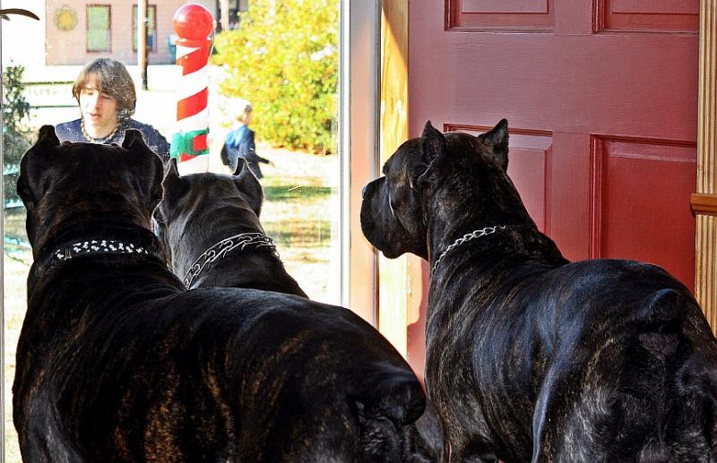 Male Cane Corso Protection Trained