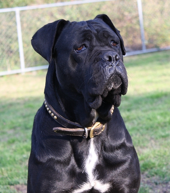 Rustico Cane Corso