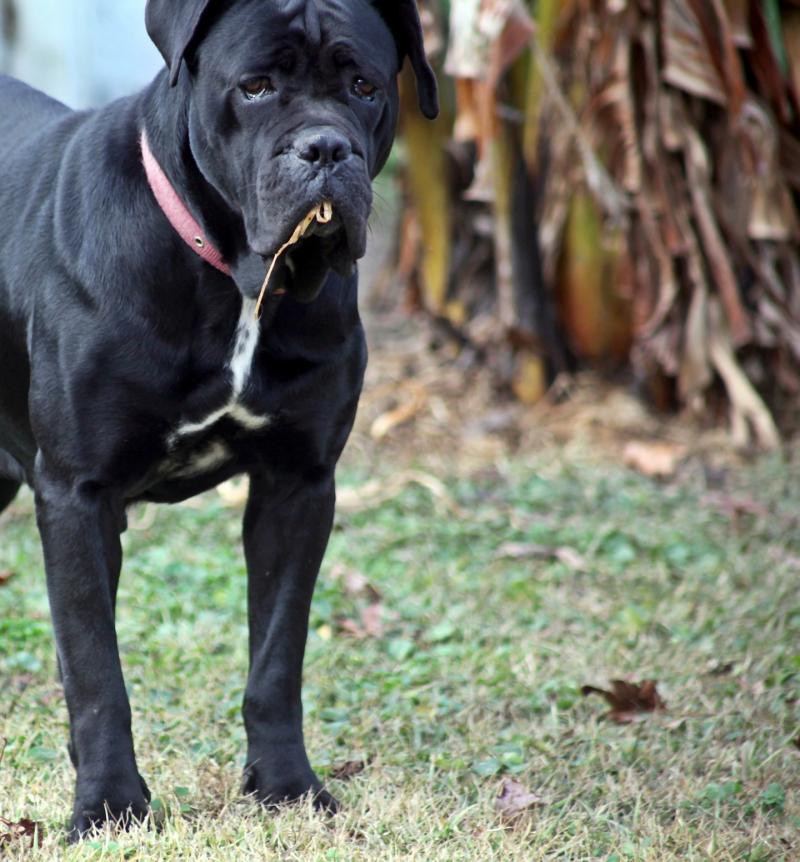 Black Female Cane Corso